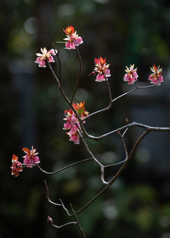 Cứ mỗi độ xuân về, khu du lịch Sun World Ba Na Hills lại khoác lên mình tấm áo mới mang vẻ đẹp trong trẻo, ấn tượng của mùa xuân với sắc hồng của những bông Đào chuông, nhỏ bé dịu dàng như những chiếc chuông màu hồng xinh xắn, khiến người ta không thể không yêu. (Ảnh: NAG Tuấn Lê) Cứ mỗi độ xuân về, khu du lịch Sun World Ba Na Hills lại khoác lên mình tấm áo mới mang vẻ đẹp trong trẻo, ấn tượng của mùa xuân với sắc hồng của những bông Đào chuông, nhỏ bé dịu dàng như những chiếc chuông màu hồng xinh xắn, khiến người ta không thể không yêu. (Ảnh: NAG Tuấn Lê)