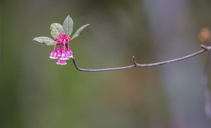 Khu du lịch Sun World Ba Na Hills hiện sở hữu tới gần 500 cây đào chuông quý hiếm. (Ảnh: NAG Hồ Xuân Mai) Khu du lịch Sun World Ba Na Hills hiện sở hữu tới gần 500 cây đào chuông quý hiếm. (Ảnh: NAG Hồ Xuân Mai)