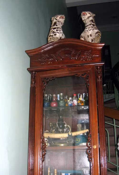 Ngoài ra, anh còn thích sưu tầm rượu.