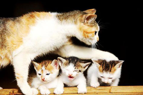 Chăm mèo để chiêm nghiệm. Ảnh minh họa