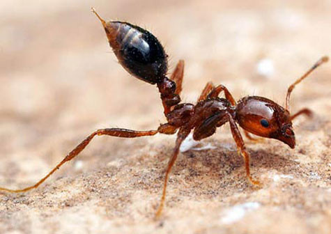 Chăm kiến để "phạt". Ảnh minh họa