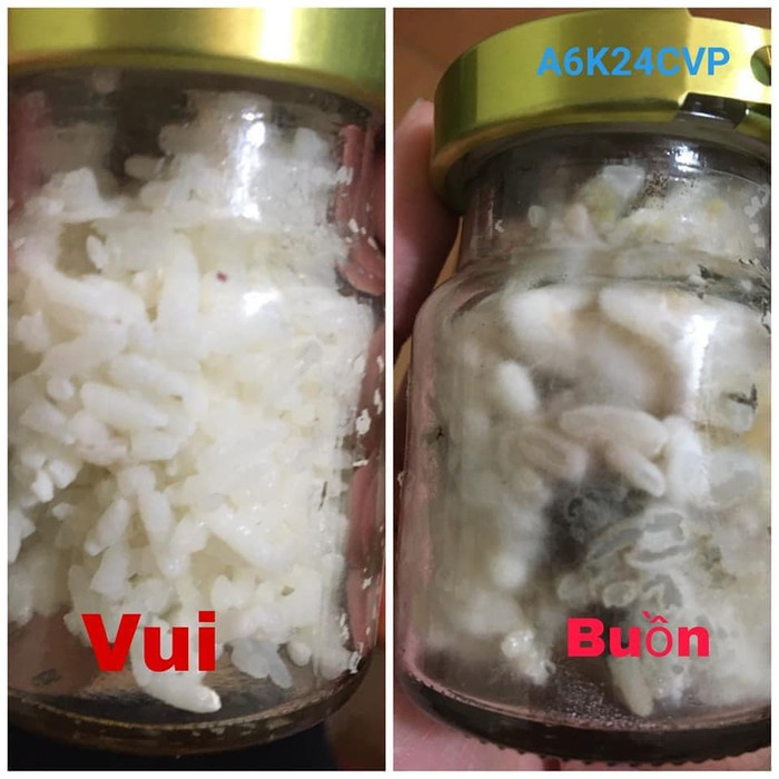 Hai lọ lên men cơm nguội được học sinh Trường Trung học phổ thông Chuyên Vĩnh Phúc làm thí nghiệm minh họa sinh động cho tác dụng ngôn ngữ ảnh hưởng đến cuộc sống sinh vật. (Ảnh: Nhân vật cung cấp) Hai lọ lên men cơm nguội được học sinh Trường Trung học phổ thông Chuyên Vĩnh Phúc làm thí nghiệm minh họa sinh động cho tác dụng ngôn ngữ ảnh hưởng đến cuộc sống sinh vật. (Ảnh: Nhân vật cung cấp)
