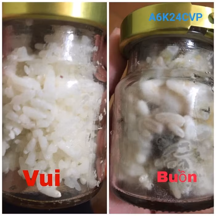 Hai lọ lên men cơm nguội được học sinh Trường Trung học phổ thông Chuyên Vĩnh Phúc làm thí nghiệm minh họa sinh động cho tác dụng ngôn ngữ ảnh hưởng đến cuộc sống sinh vật. (Ảnh: Nhân vật cung cấp)