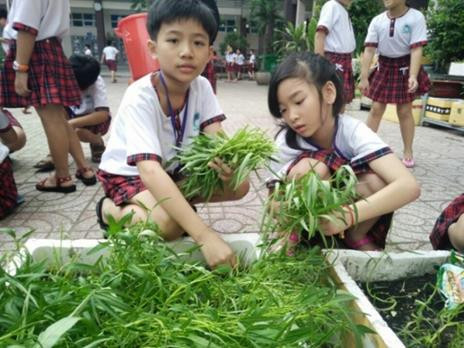 Các em thực hành thu hoạch rau. (Ảnh: Nhà trường cung cấp) Các em thực hành thu hoạch rau. (Ảnh: Nhà trường cung cấp)