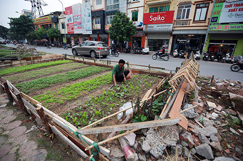 Tự trồng rau ra hộp xốp, tận dụng đất vỉa hè trồng rau vẫn có nguy cơ rau nhiễm độc.
