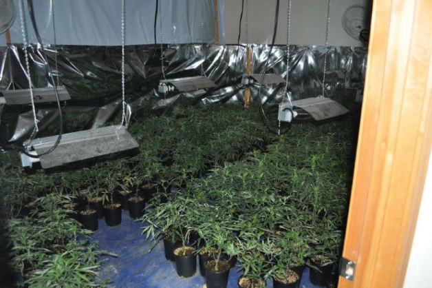 Cần sa trái phép được trồng trong 3 ngôi nhà của vợ chồng Tristine Trâm Bùi