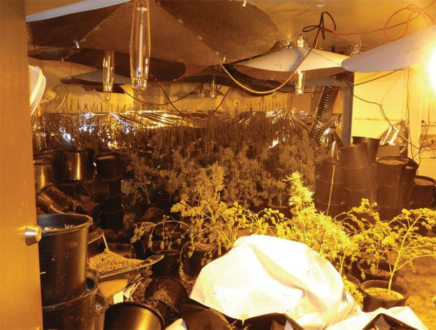 Những cây cần sa được vợ chồng Hoa hậu Trâm Bùi trồng trái phép