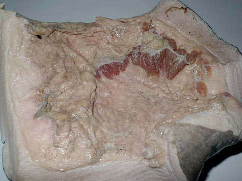 Dugong là động vật nằm trong sách đỏ Dugong là động vật nằm trong sách đỏ