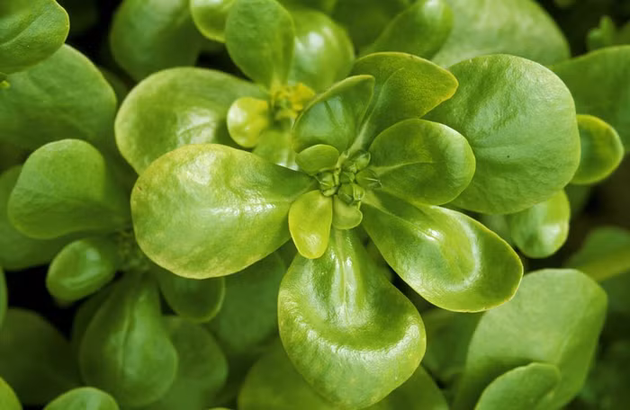 10 loại thực phẩm siêu có lợi cho sức khỏe ảnh 10