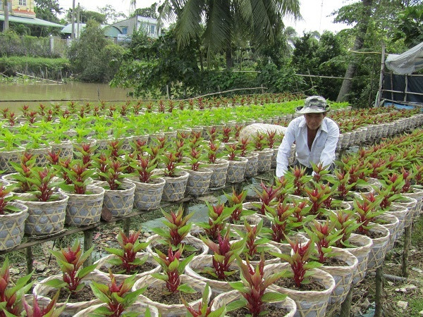 Một điểm trồng hoa ở Chợ Lách (Bến Tre) cũng đã chuẩn bị sẵn sàng cho vụ hoa Tết.