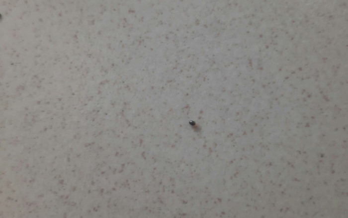 Rệp xuất hiện nhiều nên sinh viên ở ký túc xá sẽ không được nằm nệm mà chỉ được nằm chiếu (ảnh: BQL KTX ĐHSP TPHCM) Rệp xuất hiện nhiều nên sinh viên ở ký túc xá sẽ không được nằm nệm mà chỉ được nằm chiếu (ảnh: BQL KTX ĐHSP TPHCM)