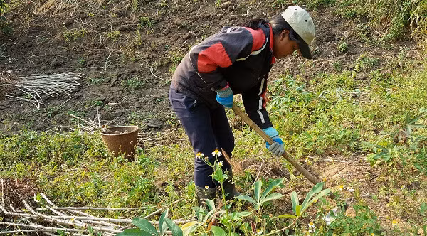 Ngoài giờ học, H’Truyên lên rẫy giúp đỡ gia đình