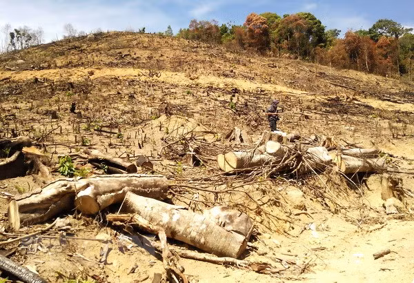 Rừng tự nhiên ở huyện An Lão bị lâm tặc xóa sổ. (Ảnh: Nguyên Linh/TTXVN)