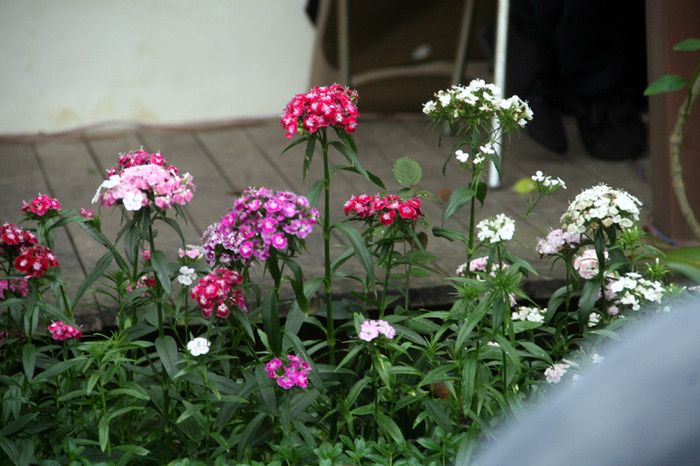 Những cây hoa trước nhà do chính tay Mỹ Linh trồng từ trước Tết. Chị kể trước Tết khi mua về cây chỉ cao 5cm, nay đã cao chừng 30cm. Xem tiếp: Ngỡ ngàng ngắm vườn cây, ao cá, chuồng gà nhà ca sỹ Mỹ Linh (P1) // Buổi họp báo có một không hai tại nhà diva Mỹ Linh // Thành Chương 'đánh liều' kể chuyện '3 chìm 4 nổi' của Mỹ Linh Những cây hoa trước nhà do chính tay Mỹ Linh trồng từ trước Tết. Chị kể trước Tết khi mua về cây chỉ cao 5cm, nay đã cao chừng 30cm. Xem tiếp: Ngỡ ngàng ngắm vườn cây, ao cá, chuồng gà nhà ca sỹ Mỹ Linh (P1) // Buổi họp báo có một không hai tại nhà diva Mỹ Linh // Thành Chương 'đánh liều' kể chuyện '3 chìm 4 nổi' của Mỹ Linh