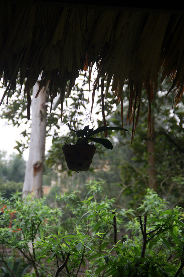 Giò hoa lan treo dưới mái một cái chòi nghỉ ở sân vườn. Xem tiếp: Ngỡ ngàng ngắm vườn cây, ao cá, chuồng gà nhà ca sỹ Mỹ Linh (P1) // Buổi họp báo có một không hai tại nhà diva Mỹ Linh // Thành Chương 'đánh liều' kể chuyện '3 chìm 4 nổi' của Mỹ Linh Giò hoa lan treo dưới mái một cái chòi nghỉ ở sân vườn. Xem tiếp: Ngỡ ngàng ngắm vườn cây, ao cá, chuồng gà nhà ca sỹ Mỹ Linh (P1) // Buổi họp báo có một không hai tại nhà diva Mỹ Linh // Thành Chương 'đánh liều' kể chuyện '3 chìm 4 nổi' của Mỹ Linh