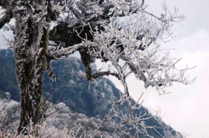 Băng phủ dày trên đỉnh núi và trên những cành cây của đỉnh Phia Oắc Băng phủ dày trên đỉnh núi và trên những cành cây của đỉnh Phia Oắc