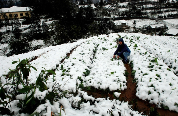 Nhiều diện tích hoa màu bị thiệt hại do tuyết. Nhiều diện tích hoa màu bị thiệt hại do tuyết.