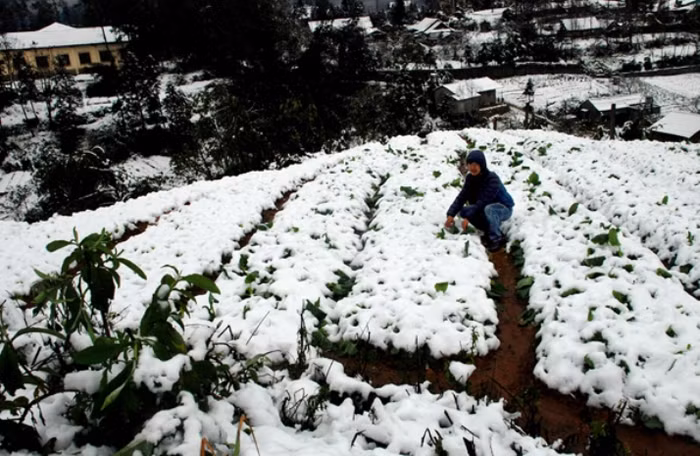Nhiều diện tích hoa màu bị thiệt hại do tuyết. Nhiều diện tích hoa màu bị thiệt hại do tuyết.