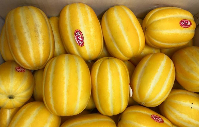 Dưa lê vàng Hàn Quốc có giá 280 ngàn đồng/kg (3 quả). Ảnh: Minh Tâm Dưa lê vàng Hàn Quốc có giá 280 ngàn đồng/kg (3 quả). Ảnh: Minh Tâm