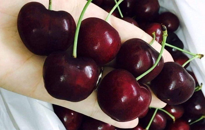 Cherry nhập khẩu từ New Zealand có giá lên đến 800 ngàn đồng/kg. Ảnh: T.C.N.K Cherry nhập khẩu từ New Zealand có giá lên đến 800 ngàn đồng/kg. Ảnh: T.C.N.K