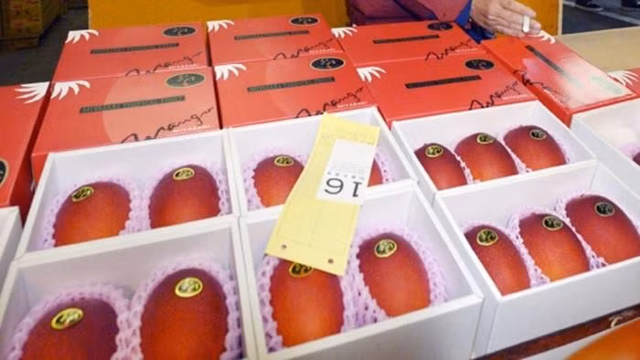 Xoài Nhập Bản nặng 350-400 gram có giá 1,7 triệu đồng (ảnh chưa rõ tác giả).