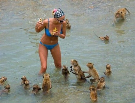 Khỉ cũng biết thưởng thức cái đẹp. Khỉ cũng biết thưởng thức cái đẹp.