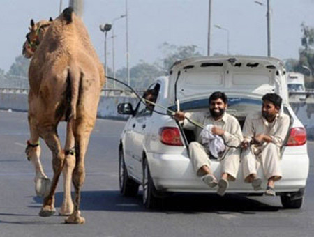 Chăn dắt động vật kiểu...nước ngoài. Chăn dắt động vật kiểu...nước ngoài.