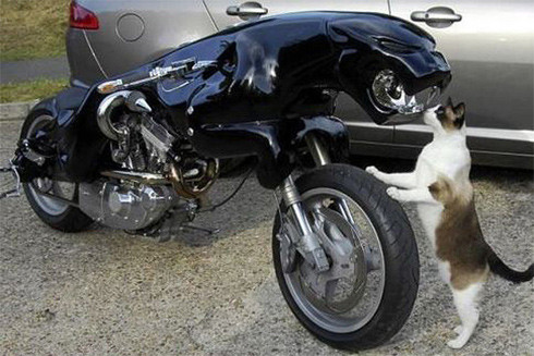 Ai sợ ai? Ai sợ ai?