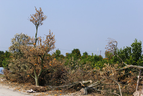 Ở Tứ Liên đâu đâu cũng thấy xác quất khô ngổn ngang bên đường. Ở Tứ Liên đâu đâu cũng thấy xác quất khô ngổn ngang bên đường.