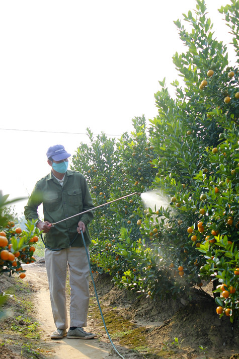 Các hộ trồng quất đang tích cực phun thuốc kích thích ra rễ với hi vọng sẽ cứu vớt được cây. Các hộ trồng quất đang tích cực phun thuốc kích thích ra rễ với hi vọng sẽ cứu vớt được cây.