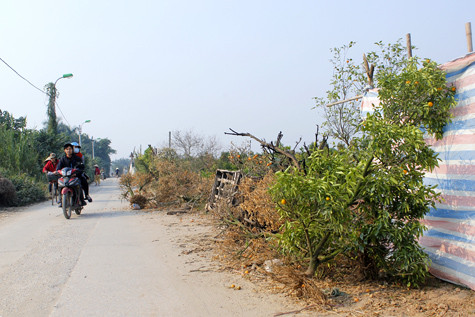 Nhìn đống quất khô chất đống bên đường, những người trồng quất ở Tứ Liên không khỏi lo lắng cho số phận những vườn quất còn lại Nhìn đống quất khô chất đống bên đường, những người trồng quất ở Tứ Liên không khỏi lo lắng cho số phận những vườn quất còn lại