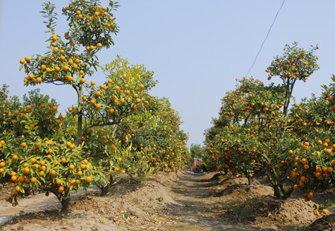 Các cây quất thế trong vườn cũng không tránh khỏi tình trạng héo úa, lá vàng rụng nhiều... Các cây quất thế trong vườn cũng không tránh khỏi tình trạng héo úa, lá vàng rụng nhiều...