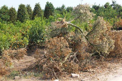 Quất chết bị bỏ bên đường tại Tứ Liên Quất chết bị bỏ bên đường tại Tứ Liên