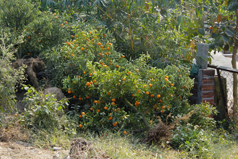 Những cây quất chết còn rất mới bị vứt ngay bên ngoài vườn. Những cây quất chết còn rất mới bị vứt ngay bên ngoài vườn.