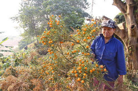 Người dân Tứ Liên những ngày này như "ngồi trên đống lửa" vì tình trạng quất chết quá nhiều. Người dân Tứ Liên những ngày này như "ngồi trên đống lửa" vì tình trạng quất chết quá nhiều.