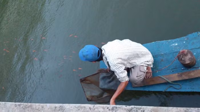 Một người khác đang rửa đồ nghề bán giun, nhân tiện thả những con giun còn thừa cho cá ăn.