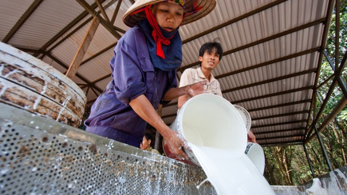 Năm 2012, dù giá cao su giảm mạnh nhưng lợi nhuận trước thuế của Tập đoàn Cao su VN vẫn đạt trên 8.500 tỉ đồng. Trong ảnh: sơ chế mủ cao su tại xã Ia Krái, huyện Ia Grai, Gia Lai Năm 2012, dù giá cao su giảm mạnh nhưng lợi nhuận trước thuế của Tập đoàn Cao su VN vẫn đạt trên 8.500 tỉ đồng. Trong ảnh: sơ chế mủ cao su tại xã Ia Krái, huyện Ia Grai, Gia Lai