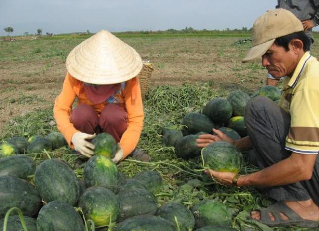 Người dân mừng vì được mùa thì nỗi lo dưa hấu mất giá đã ập đến