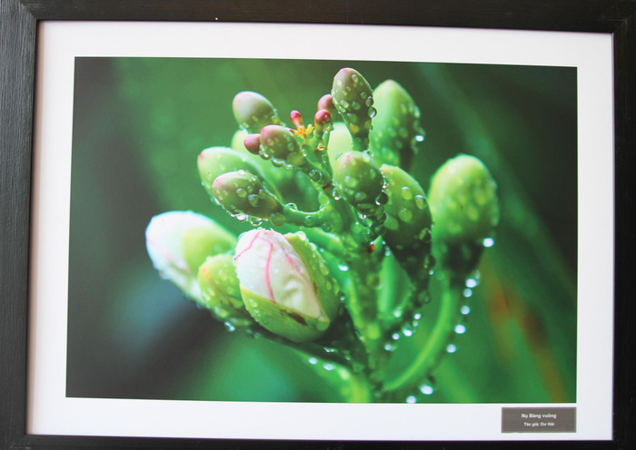 Tác phẩm: Hoa Bàng vuông. Tác giả: Dư Hải.