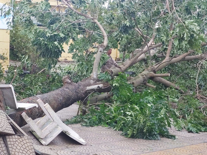 Nhiều cây cổ thụ lâu năm bị đổ gây hư hại cơ sở vật chất. (Ảnh: Phòng Giáo dục và Đào tạo huyện Thanh Trì cung cấp) 70aa5e5e2ca18bffd2b0.jpg