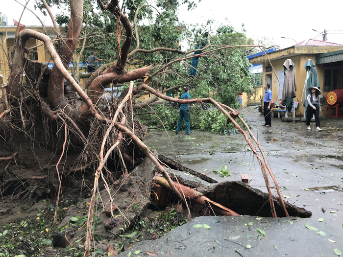 Cây đổ tại Trường Tiểu học Đông Dư, huyện Gia Lâm. (Ảnh: NTCC) unnamed (30).png