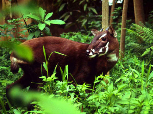 Mọi hoạt động săn, bắn, bắt, khai thác, nuôi, nhốt, giết, tàng trữ, vận chuyển... các loài thực vật rừng, động vật rừng nguy cấp, quý, hiếm phải được quản lý.