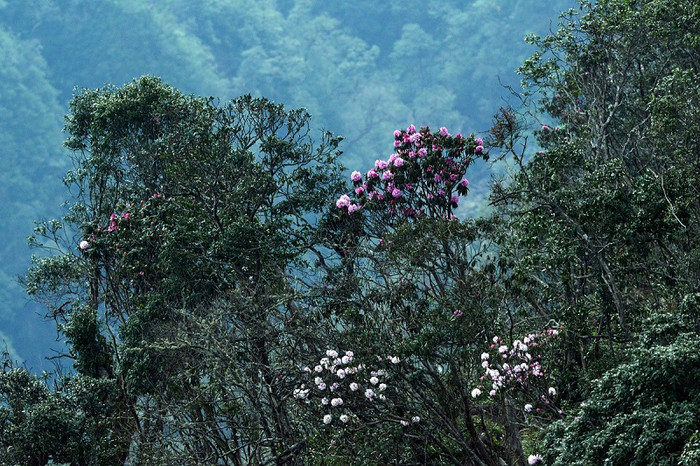 Hoa đỗ quyên Fansipan