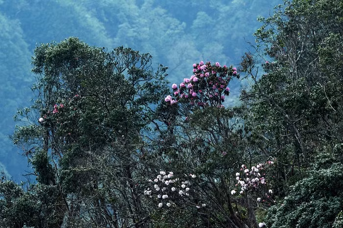 Hoa đỗ quyên Fansipan