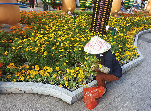 Công nhân rất vất vả chăm sóc, cắt bỏ các loại hoa bị dập nát, thay thế bằng những chậu hoa mới (ảnh: P.L) Công nhân rất vất vả chăm sóc, cắt bỏ các loại hoa bị dập nát, thay thế bằng những chậu hoa mới (ảnh: P.L)