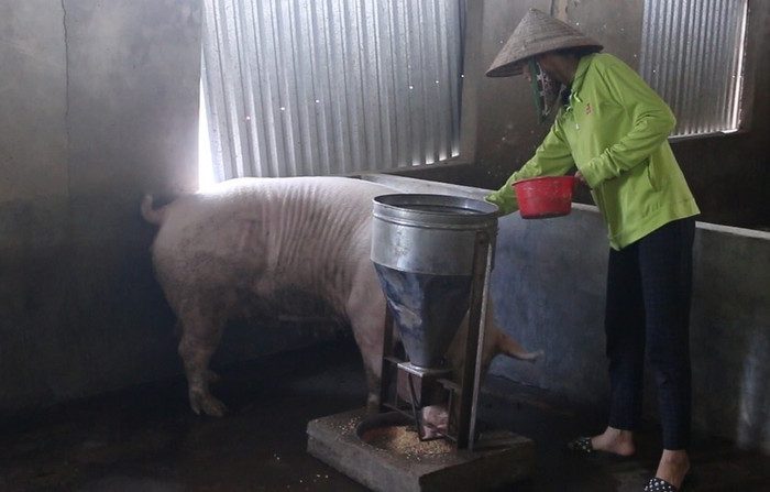 VIDEO: Lương 1,3 triệu đồng, giáo viên Hà Nội vất vả mưu sinh VIDEO: Lương 1,3 triệu đồng, giáo viên Hà Nội vất vả mưu sinh