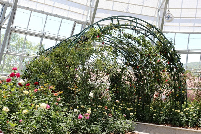 Vườn hồng rực rỡ với hàng trăm giống hồng, trong đó có hàng chục loài hoa hồng cổ quý hiếm Vườn hồng rực rỡ với hàng trăm giống hồng, trong đó có hàng chục loài hoa hồng cổ quý hiếm