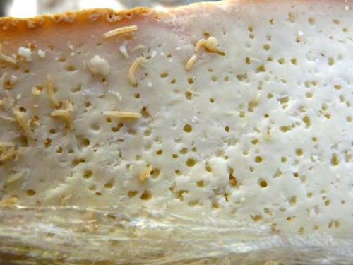 Pho mát giòi Casu Marzut Pho mát giòi Casu Marzut