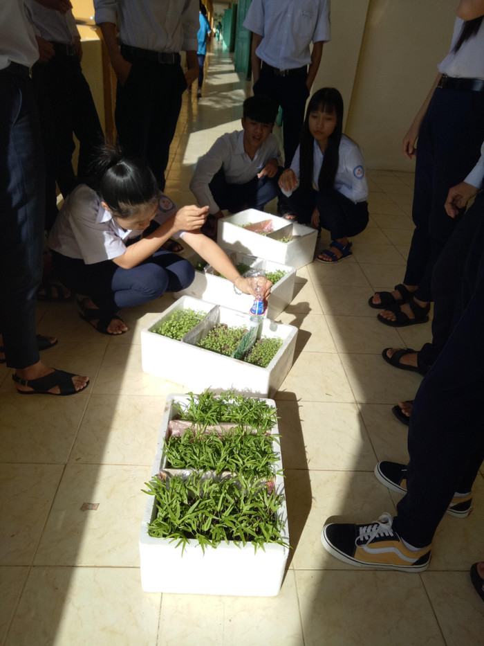 Học sinh áp dụng kiến thức vào thực tế, trồng trọt Học sinh áp dụng kiến thức vào thực tế, trồng trọt