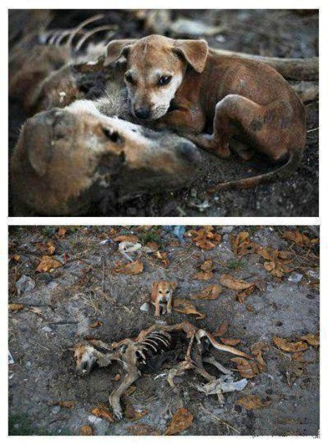 Cảm động trước hình ảnh chú chó con bên xác mẹ chết nhiều ngày trước đó. Đó là Thông điệp cư dân mạng muốn truyền tải tới mọi người: Nơi ấm áp nhất là tình yêu thương. Cảm động trước hình ảnh chú chó con bên xác mẹ chết nhiều ngày trước đó. Đó là Thông điệp cư dân mạng muốn truyền tải tới mọi người: Nơi ấm áp nhất là tình yêu thương.